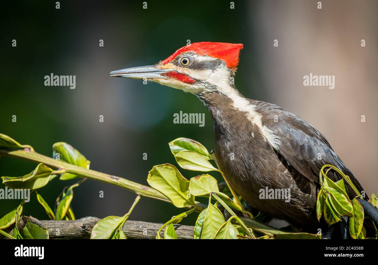 Pileated woodpecker ( Hylatomus pileatus ) looking for food on Vancouver island , Canada. Stock Photo
