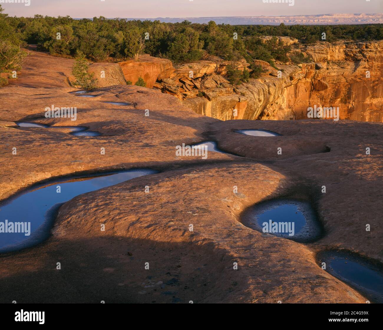 Canyon de Chelly National Monument  AZ / AUG The wind scoured potholes in caprock known as Shinarump Conglomerate form tiny lakes after rain. Stock Photo