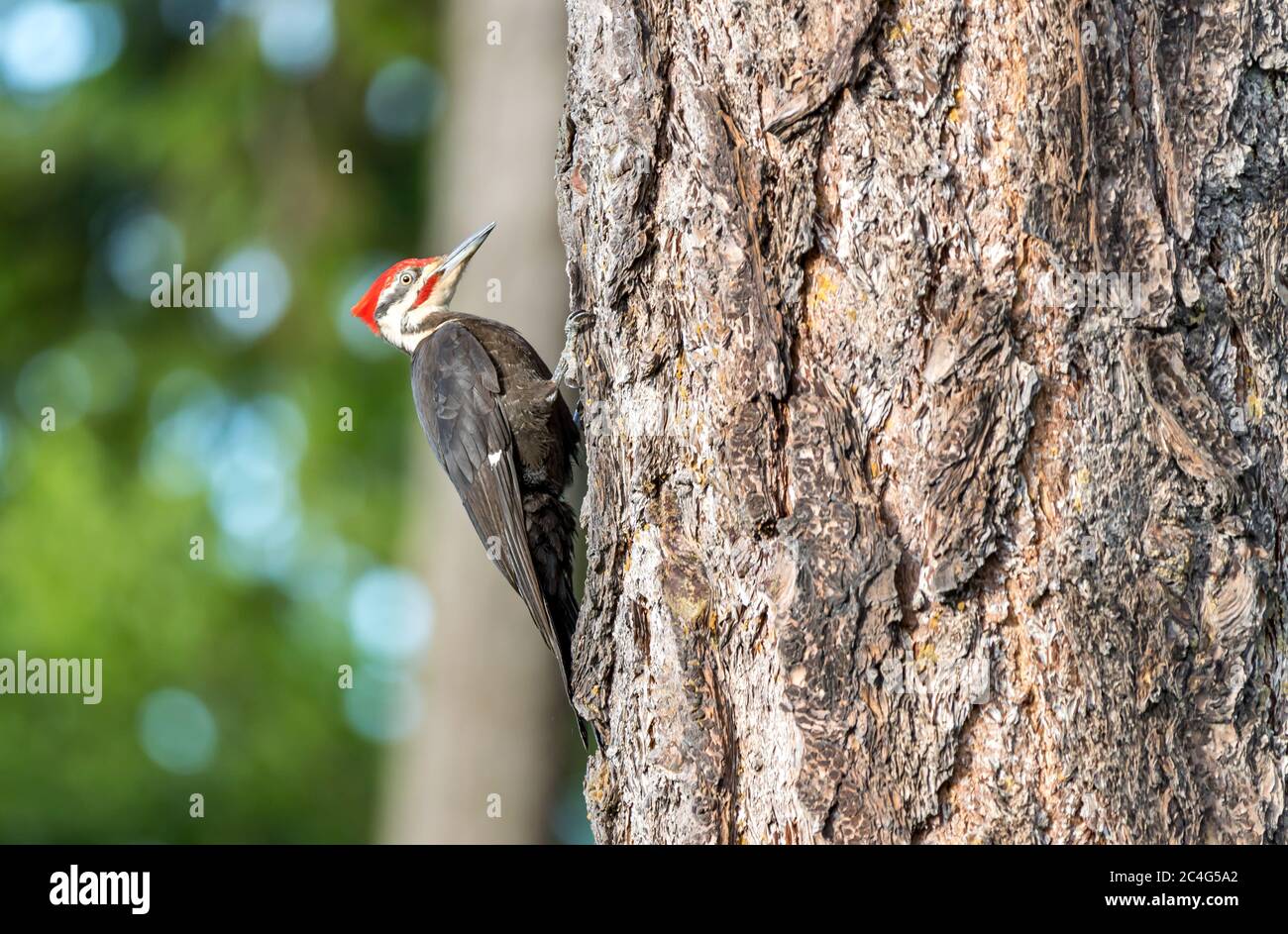 Pileated woodpecker ( Hylatomus pileatus ) looking for food on Vancouver island , Canada. Stock Photo