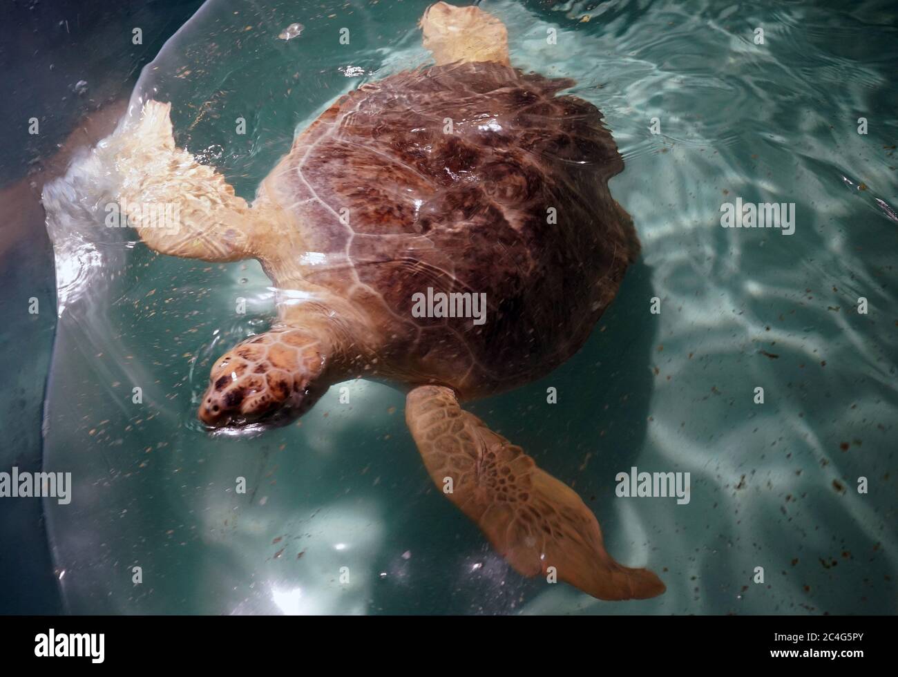 St. Louis, United States. 26th June, 2020. Tsunami the sea turtle swims in his tank at the St. Louis Aquarium in St. Louis on Friday, June 26, 2020. The green sea turtle was rescued off the coast of Georgia after he was hit by a boat in 2017, and will be released into the large tank with other fish, on July 1, 2020. Photo by Bill Greenblatt/UPI Credit: UPI/Alamy Live News Stock Photo