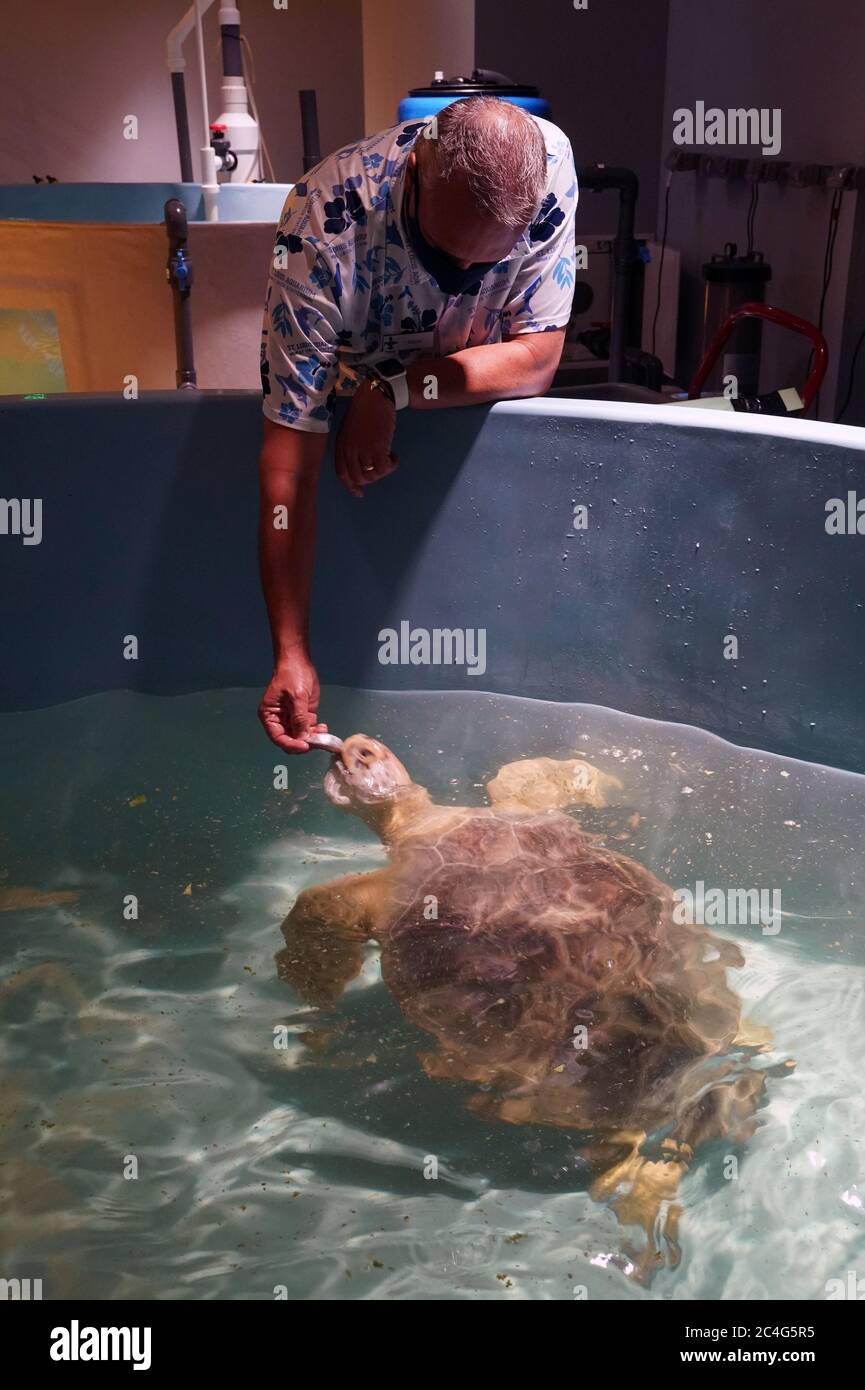 St. Louis, United States. 26th June, 2020. St. Louis Aquarium General Curator Aaron Sprowl, feeds Tsunami the sea turtle in his tank at the St. Louis Aquarium in St. Louis on Friday, June 26, 2020. The green sea turtle was rescued off the coast of Georgia after he was hit by a boat in 2017, and will be released into the large tank with other fish, on July 1, 2020. Photo by Bill Greenblatt/UPI Credit: UPI/Alamy Live News Stock Photo