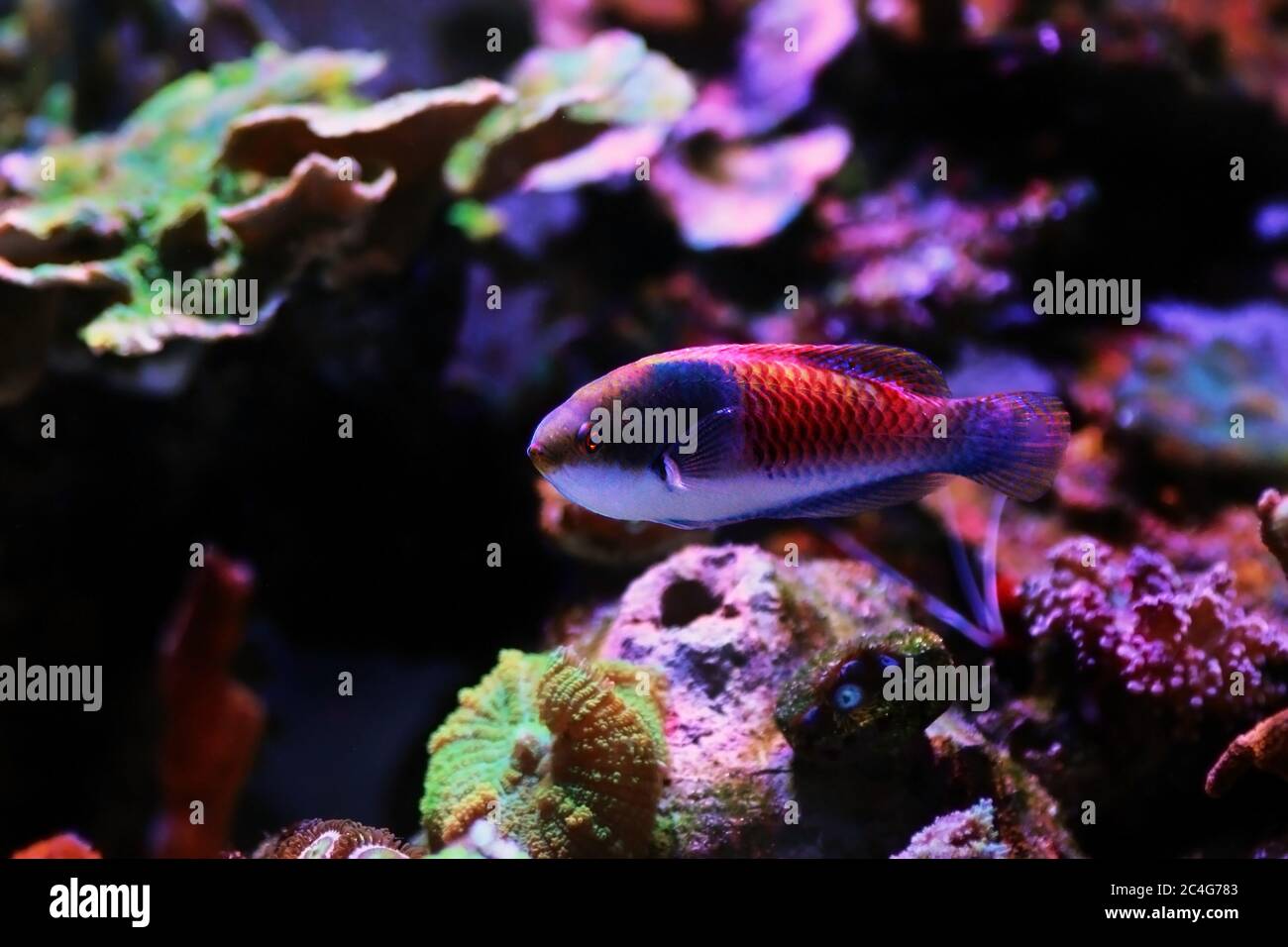 Blue face wrasse saltwater fish in aquarium Stock Photo