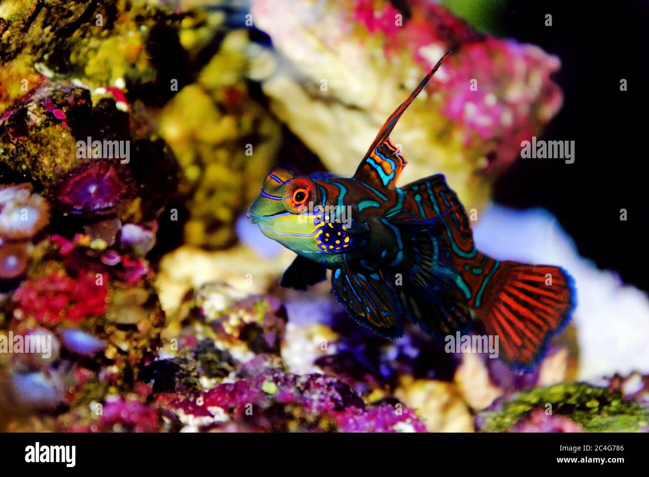 The Mandarin fish, one of the most colorful saltwater fish (Synchiropus splendidus) Stock Photo