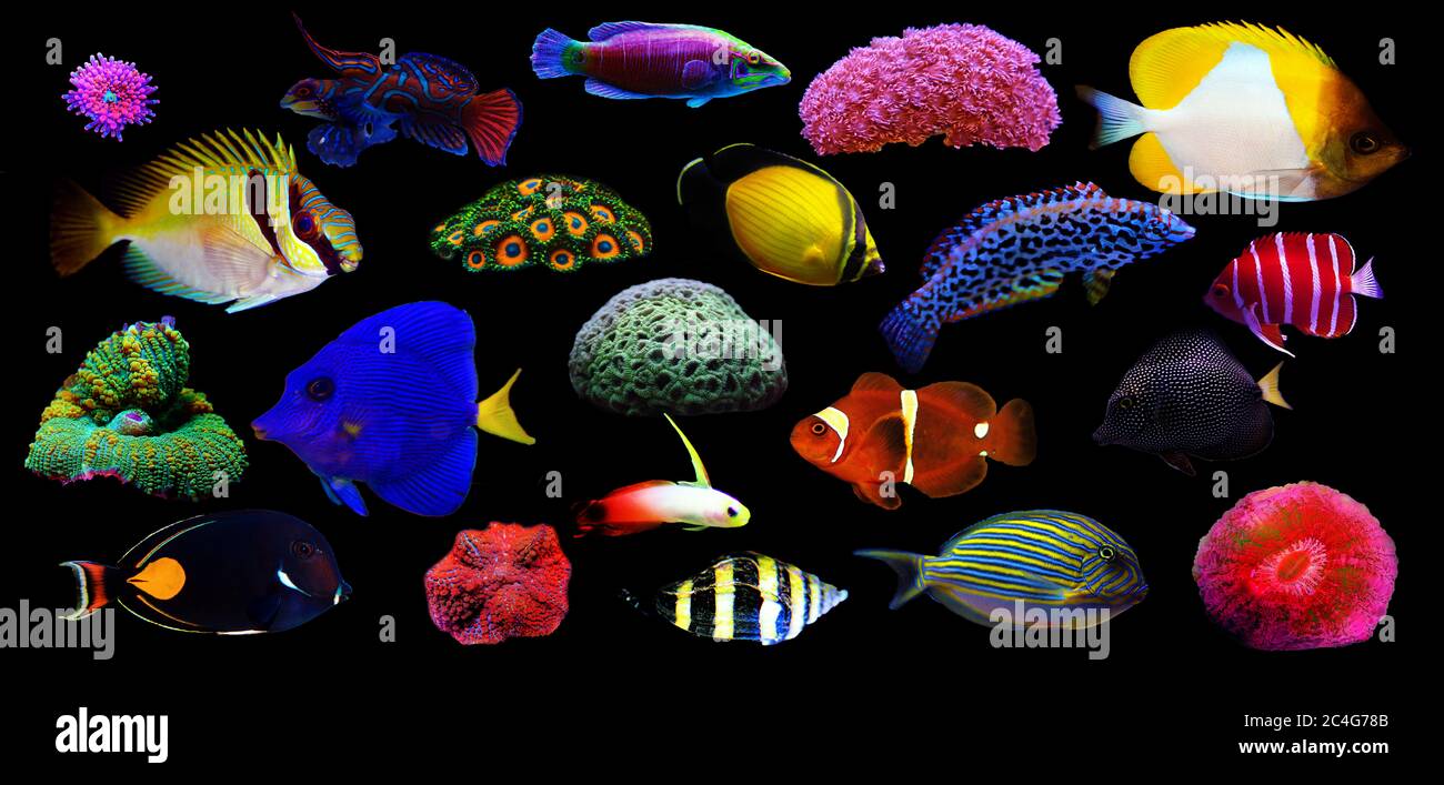 Group of marine animals isolated on black background (Fishes, Corals, Invertebrates) Stock Photo
