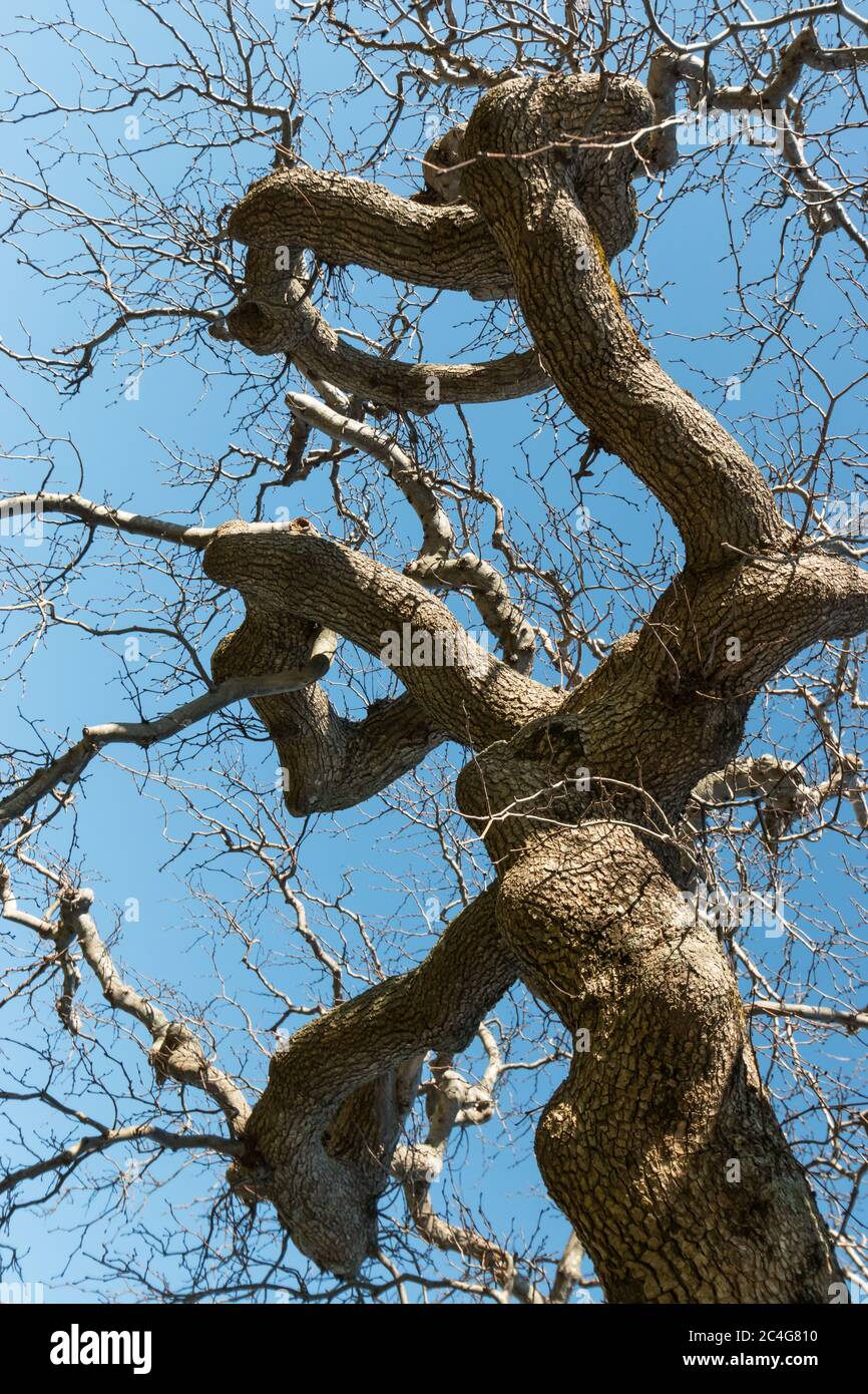 Three vertical corkscreww branches of Camperdown Elm, Ulmus glabra camperdownii Stock Photo