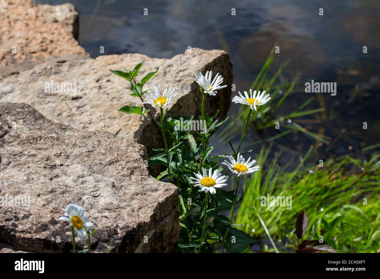 Close up landscape view of bright shasta daisies in front of a scenic rocky garden water pond reflecting blue sky Stock Photo