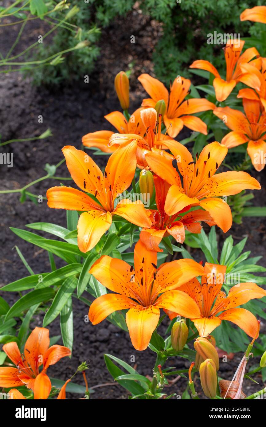 Asiatic Lilies Garden High Resolution Stock Photography and Images Alamy