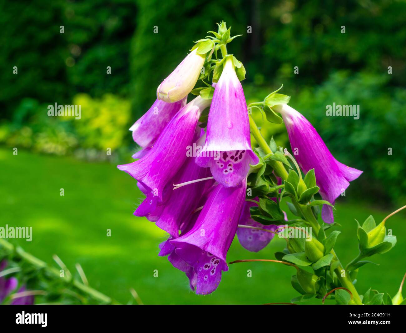 close-up of purple digitale flower Stock Photo