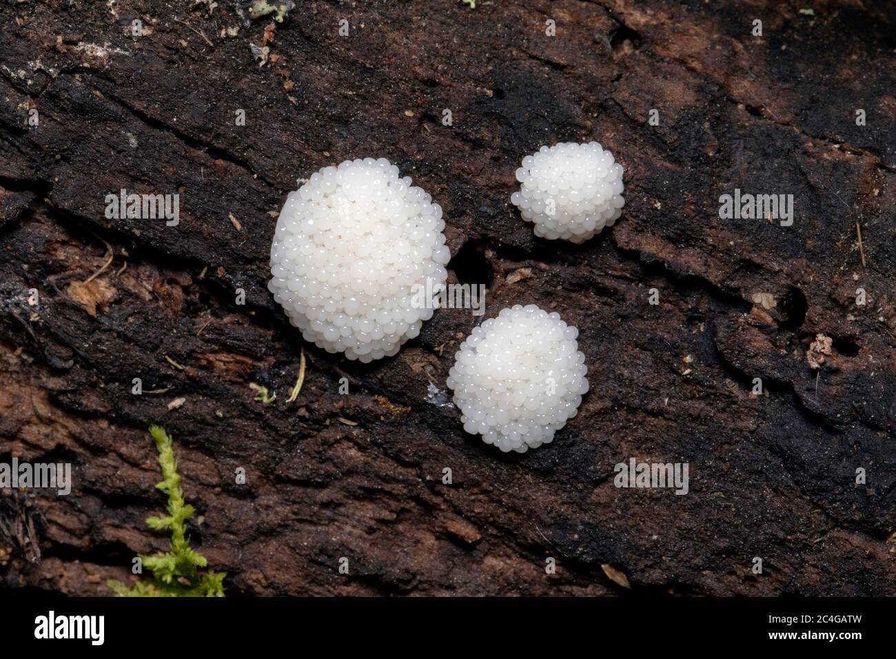 Emerging chocolate tube slime mold (Stemonitis sp.) - Penrose, near Brevard, North Carolina, USA Stock Photo