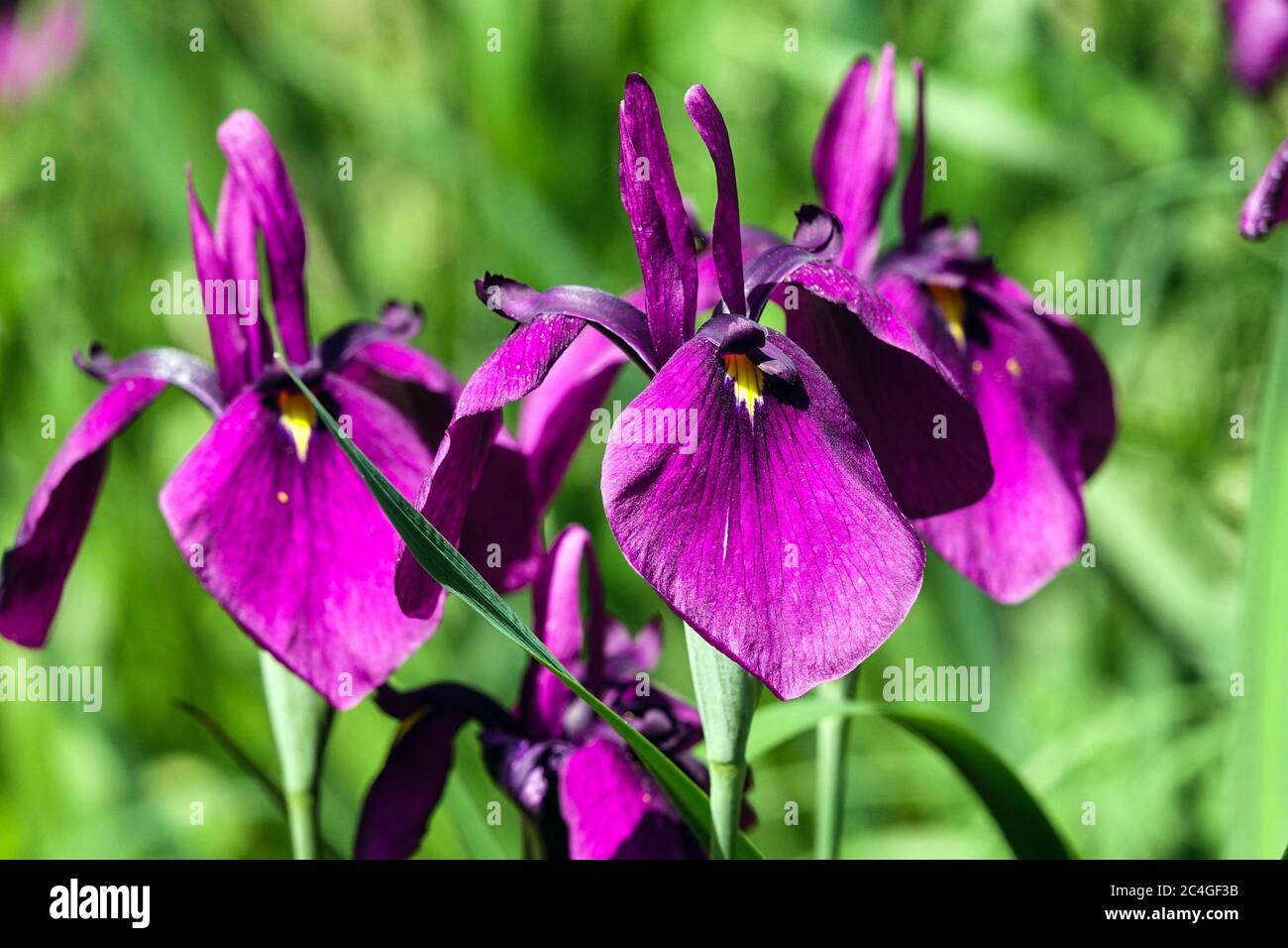 Japanese Iris ensata flower june irises Stock Photo