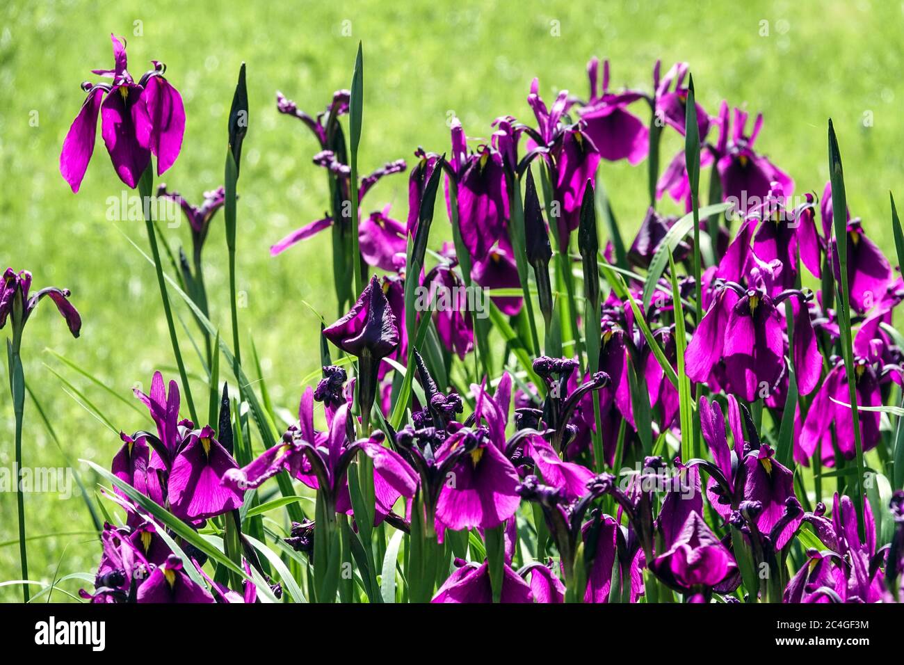 Iris ensata 'Spontanea' Irises Stock Photo