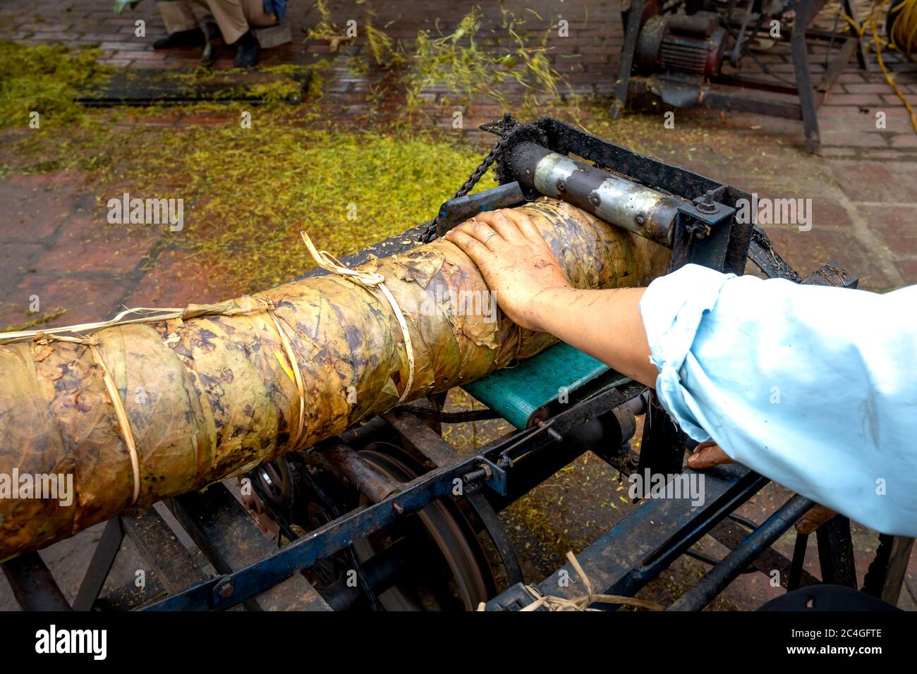 Thai Thuy District, Thai Binh Province, Vietnam - May 27, 2020: Village farmers doing manual work are: cutting and sorting cigarettes in Thai Thuy dis Stock Photo