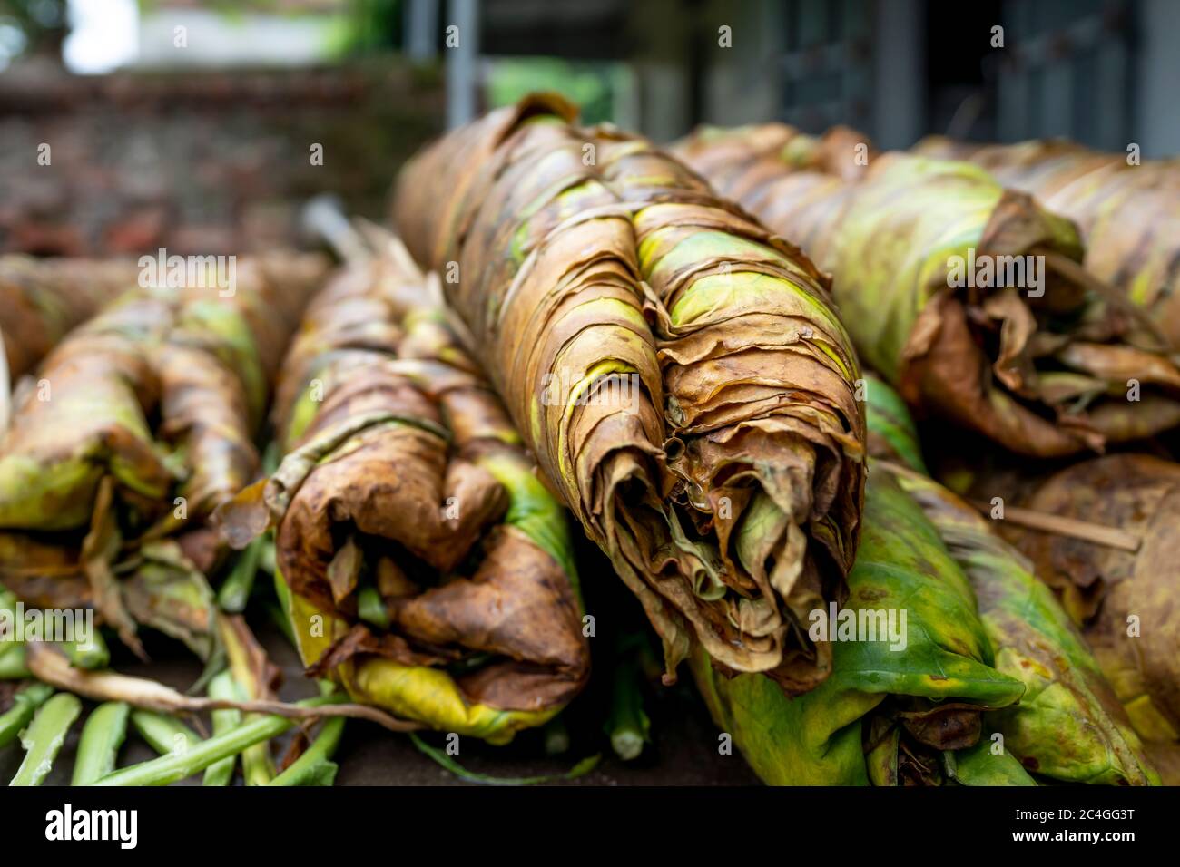 a rolled bundle of tobacco The leaves of the tobacco plants are rolled into large bundles about 2m  long to prepare for slicing into fibers in Thai Thuy District, Thai Binh  Provi Stock Photo