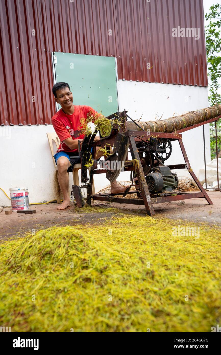 Thai Thuy District, Thai Binh Province, Vietnam - May 27, 2020: Village farmers doing manual work are: cutting and sorting cigarettes in Thai Thuy dis Stock Photo