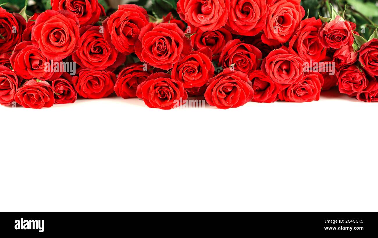 Border of fresh red garden roses isolated on white background Stock ...