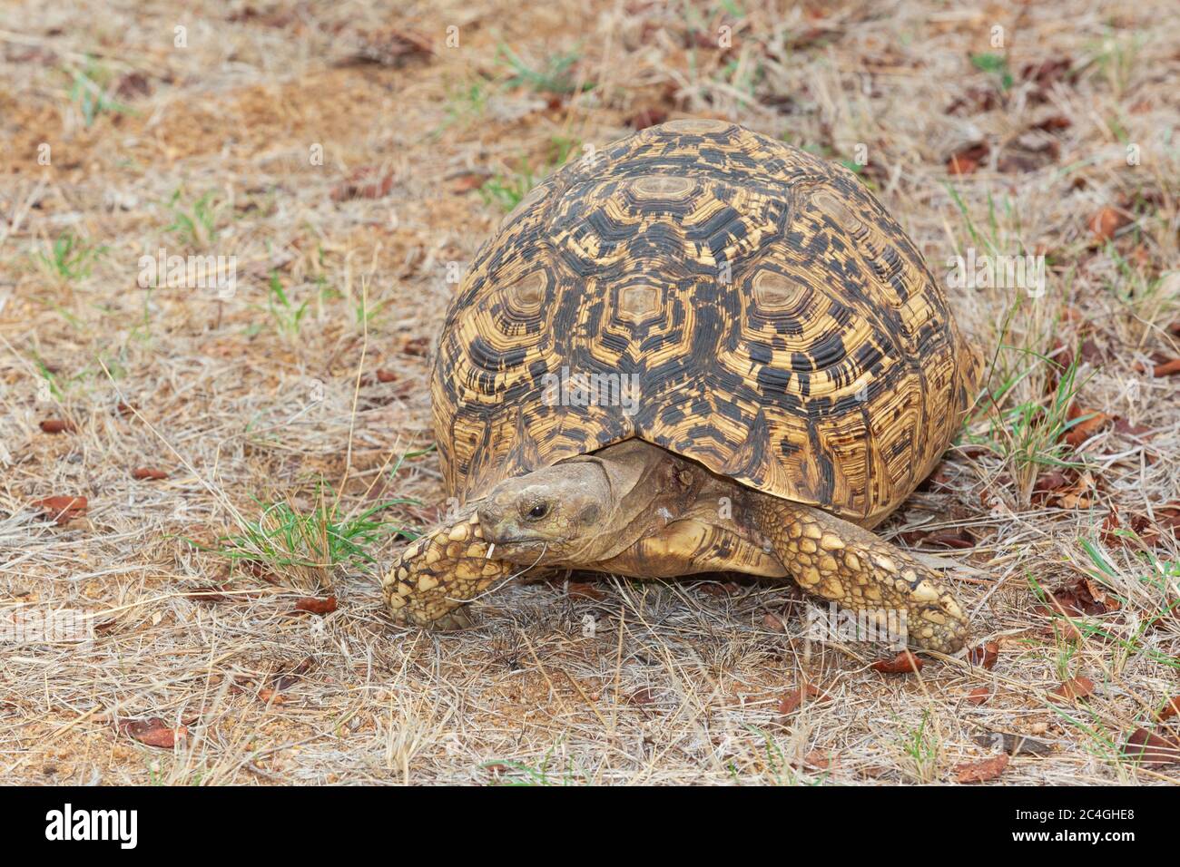 The leopard tortoise (Stigmochelys pardalis) is a large and attractively marked tortoise found in the savannas of eastern and southern Africa, from Su Stock Photo