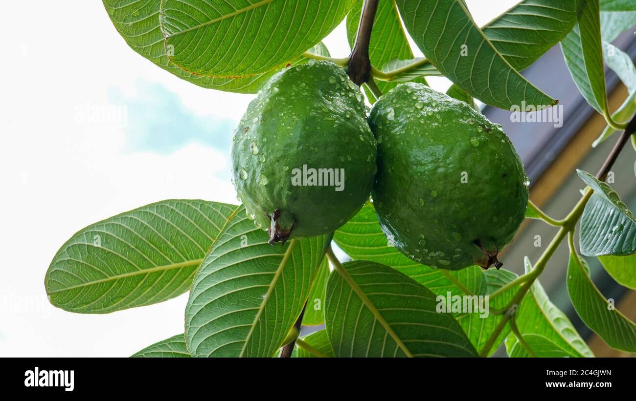 Close up of guava fruit that is growing on the tree Stock Photo - Alamy