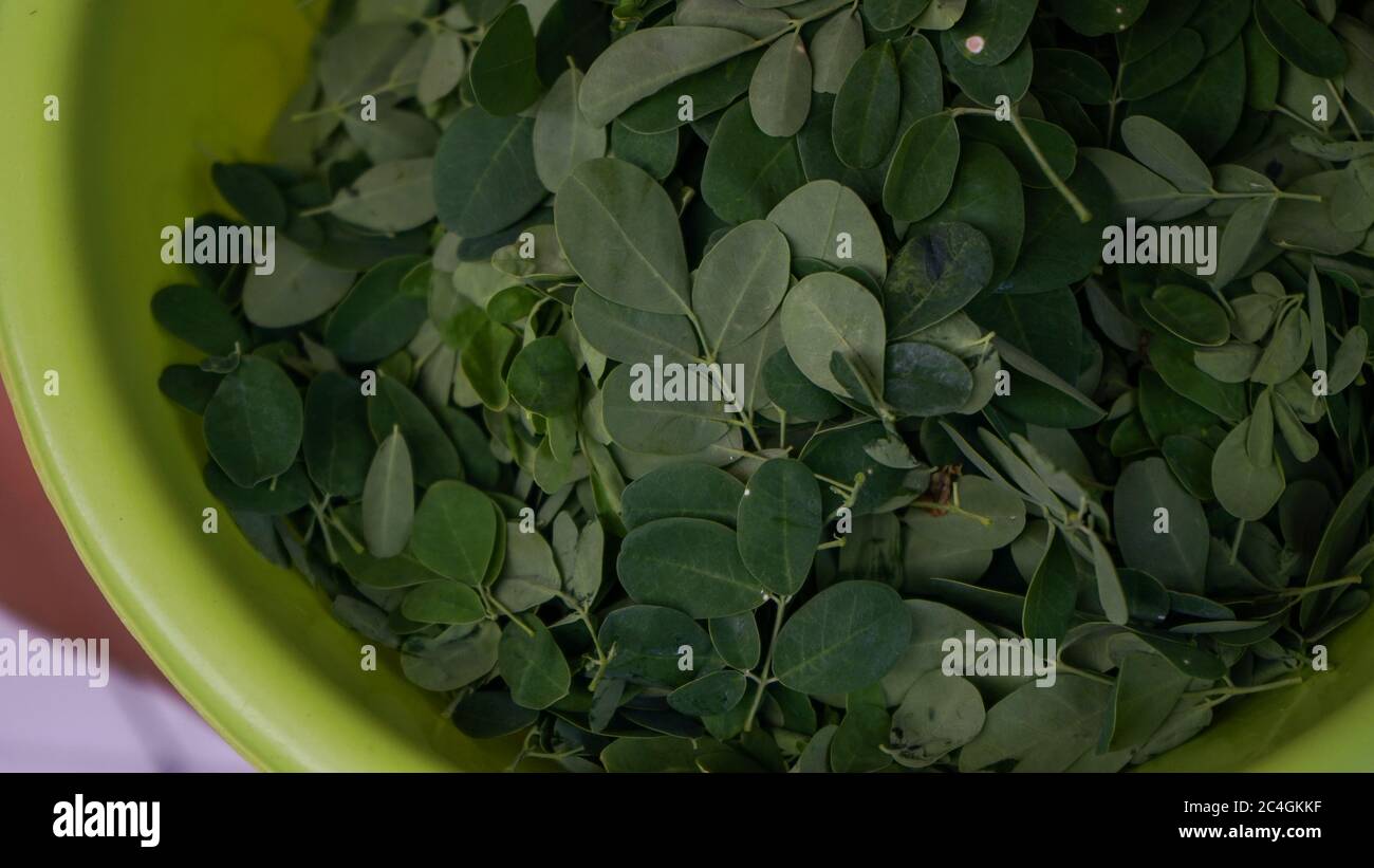 Close up Moringa leaves in a basin Stock Photo