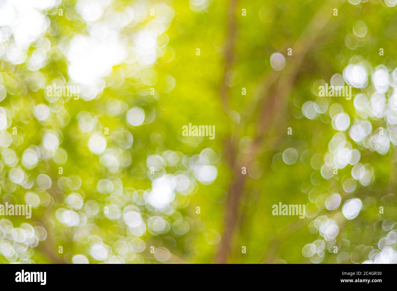 abstract blur bokeh light of tree for background Stock Photo - Alamy