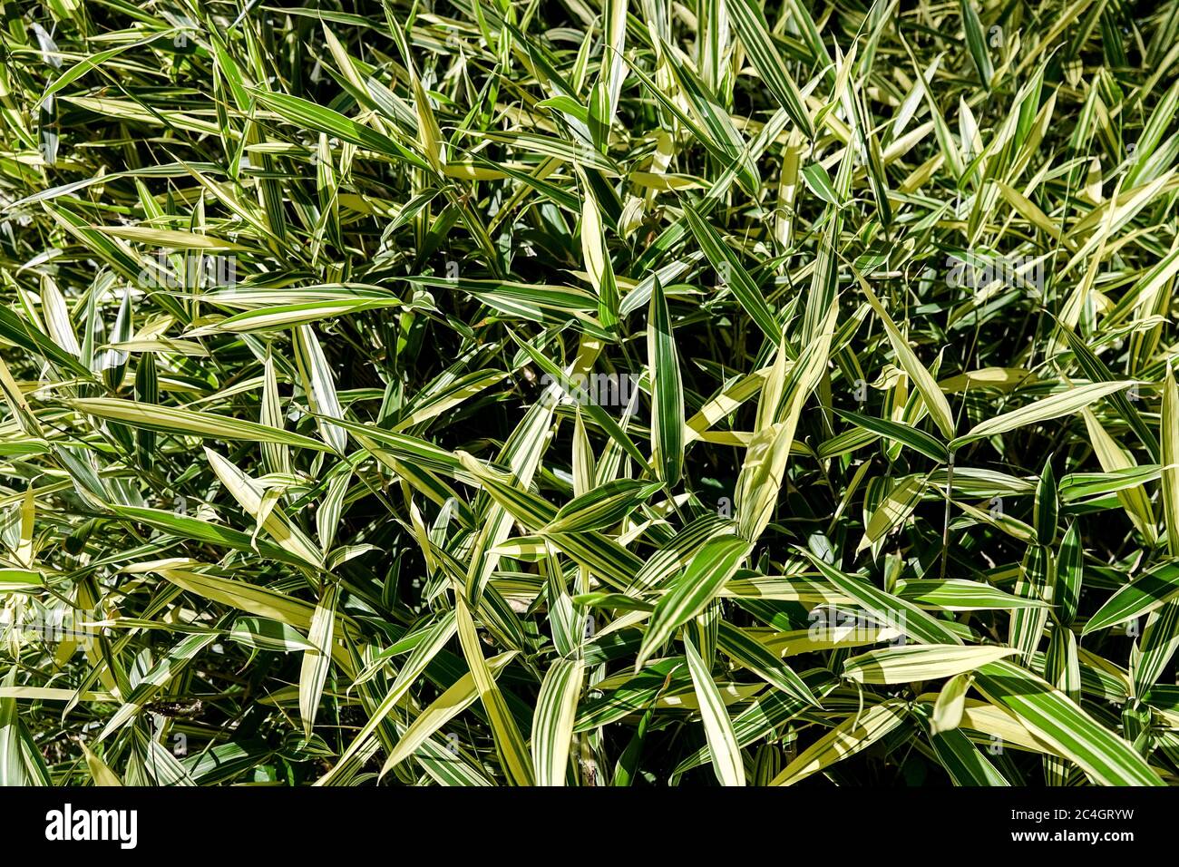 Dwarf Whitestripe Bamboo Pleioblastus fortunei Stock Photo