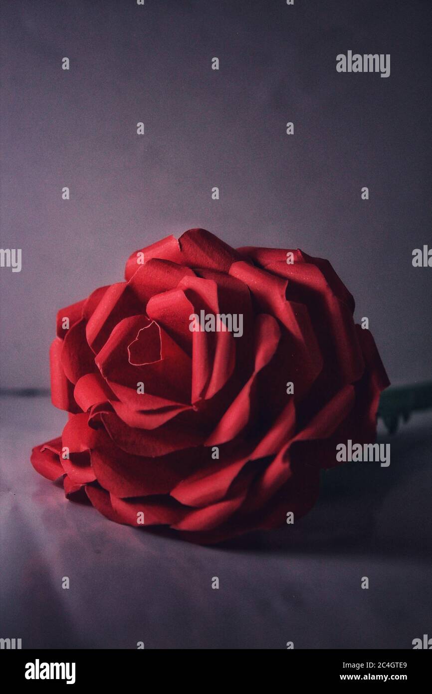 Beautiful rose flower hi-res stock photography and images - Alamy