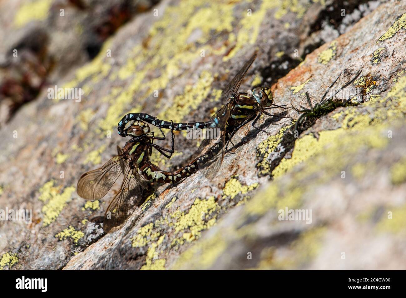 Libellen beim Liebesspiel Stock Photo