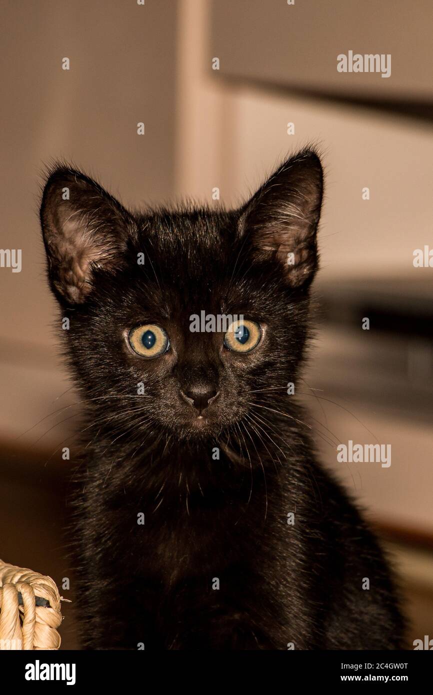 Kleines Kätzchen mit großen Augen Stock Photo