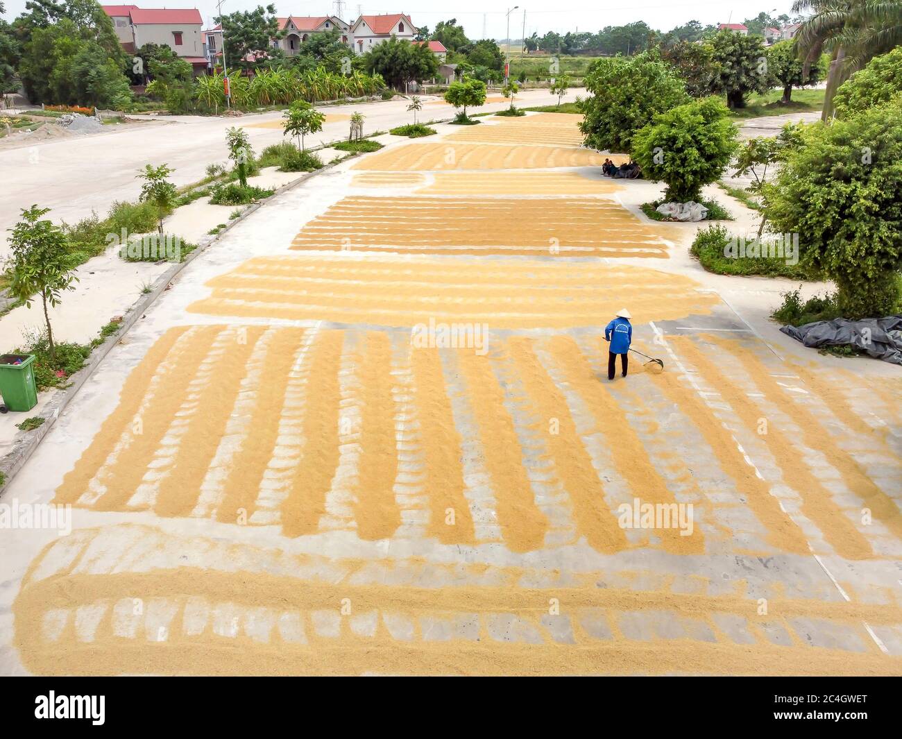 Yen Dung District Bac Giang Province Vietnam Jun 11 2020 Picture Of A Farmer Drying Rice View From Above Stock Photo Alamy