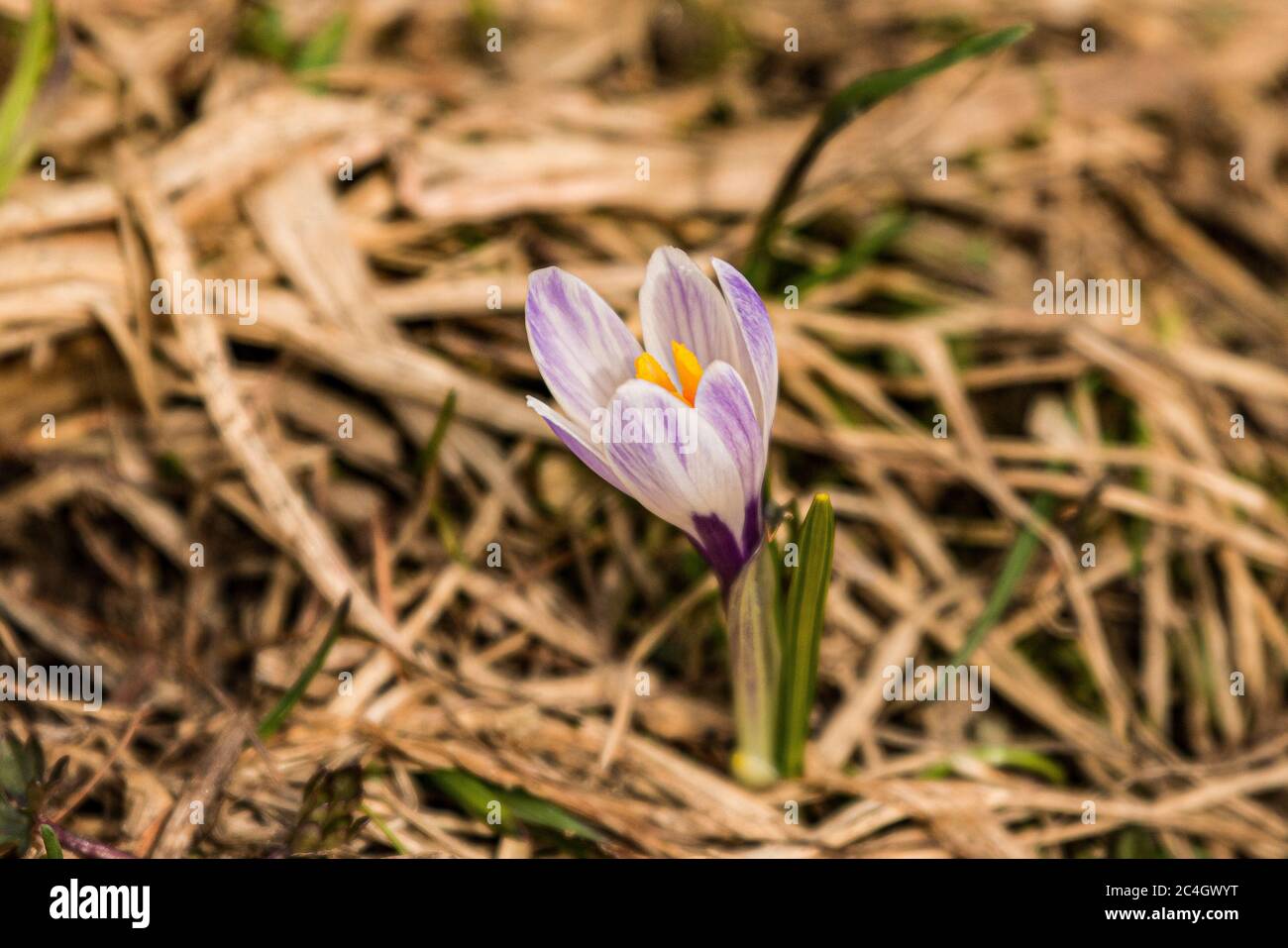 blühender Krokus in Großaufnahme Stock Photo
