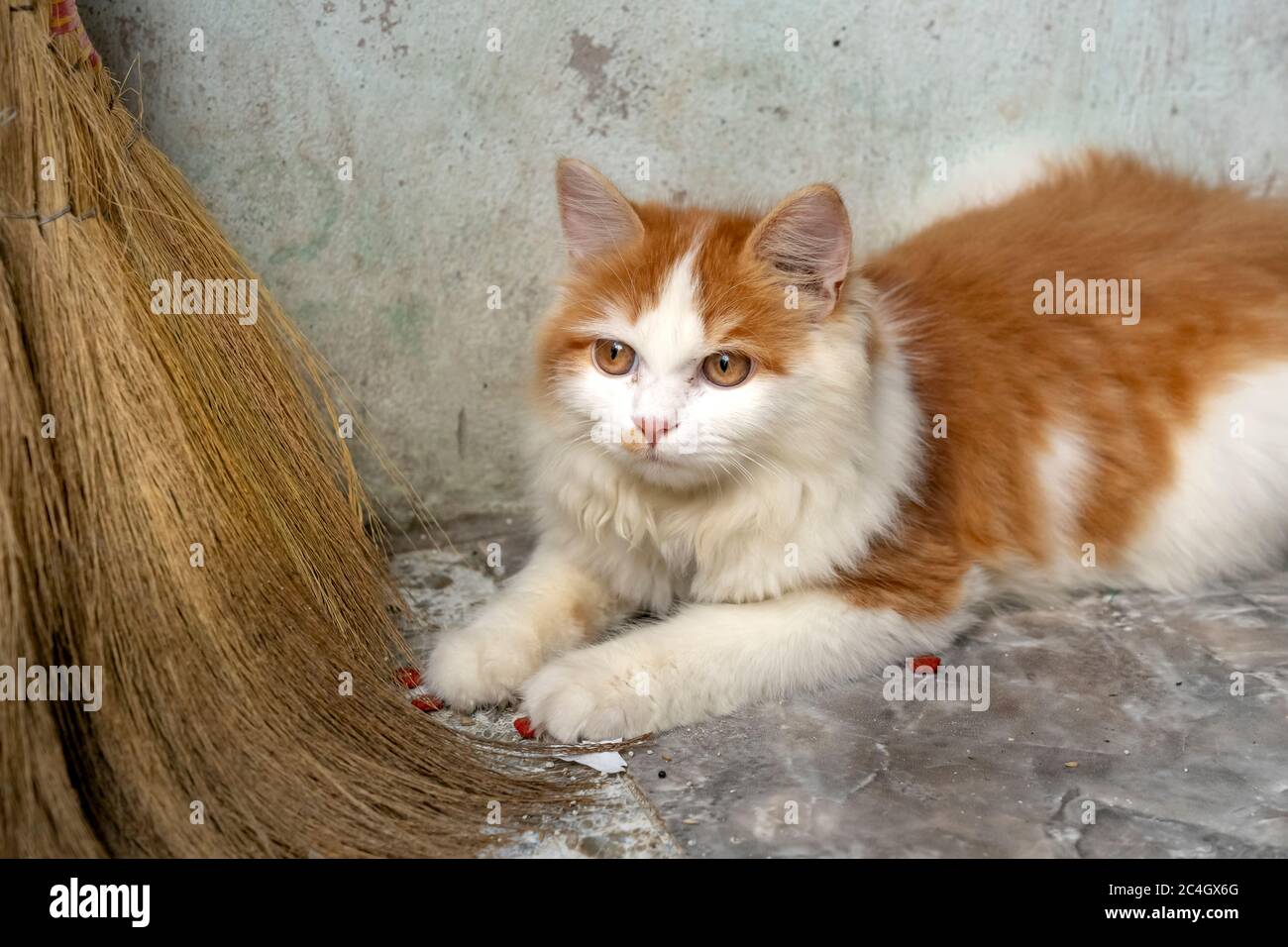 The Cat Has White And Yellow Fur Next To The Broom Stock Photo Alamy