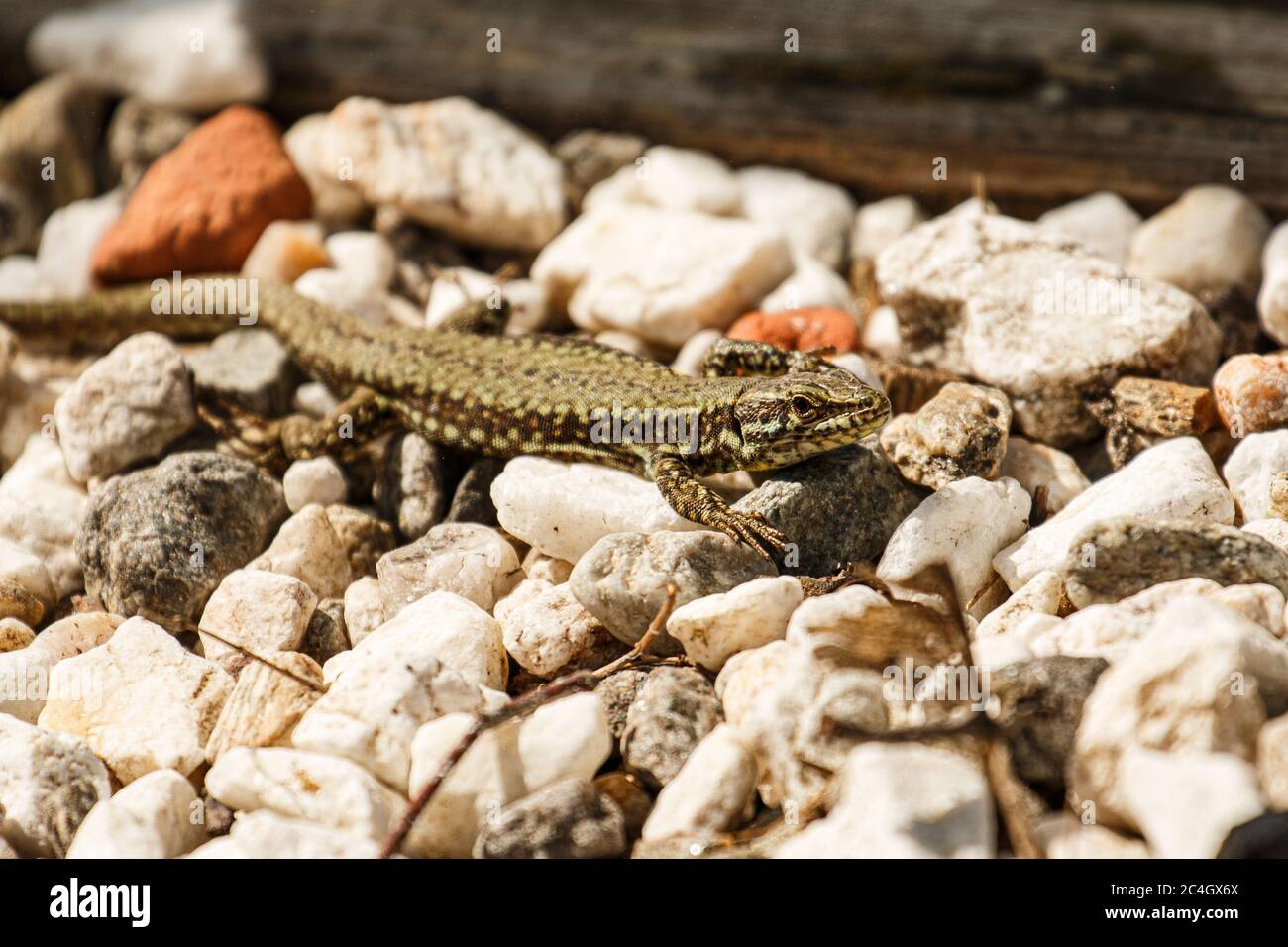 Eidechse auf Kieselsteinen Stock Photo