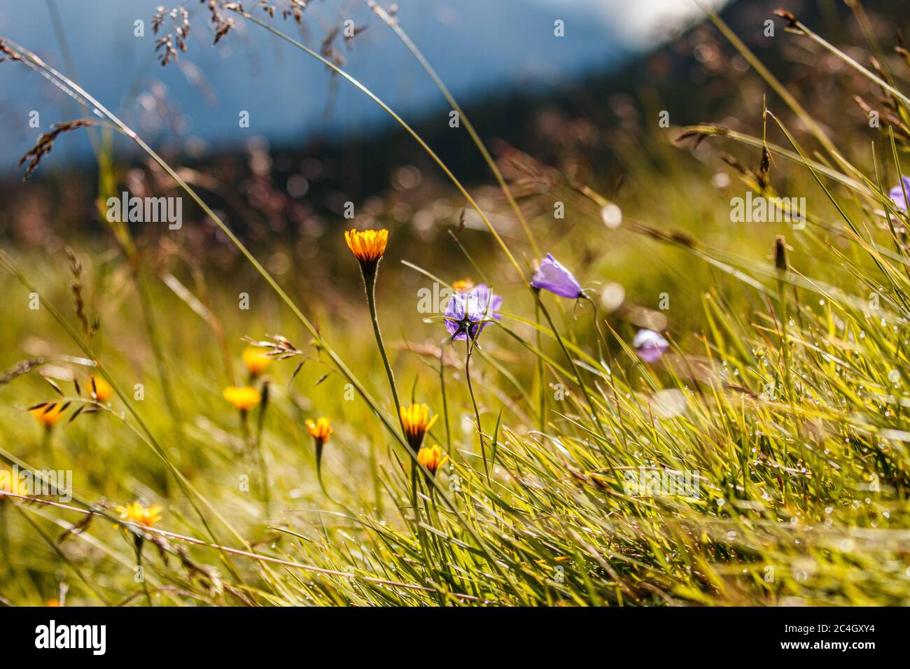 Blumenwiese in den Alpen Stock Photo