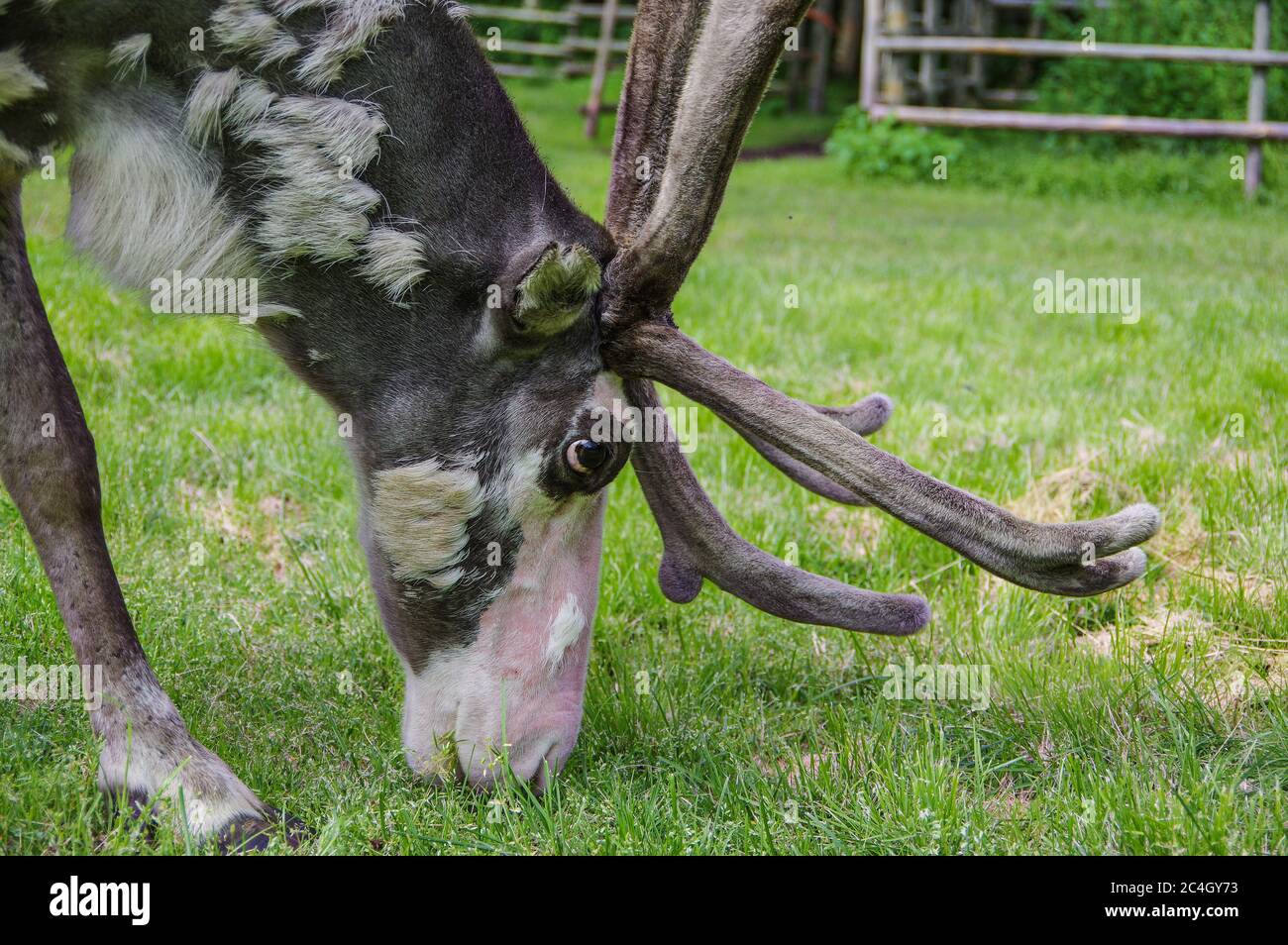 Moulting male reindeer withvelvet antlers eating grass in summer farm Stock Photo