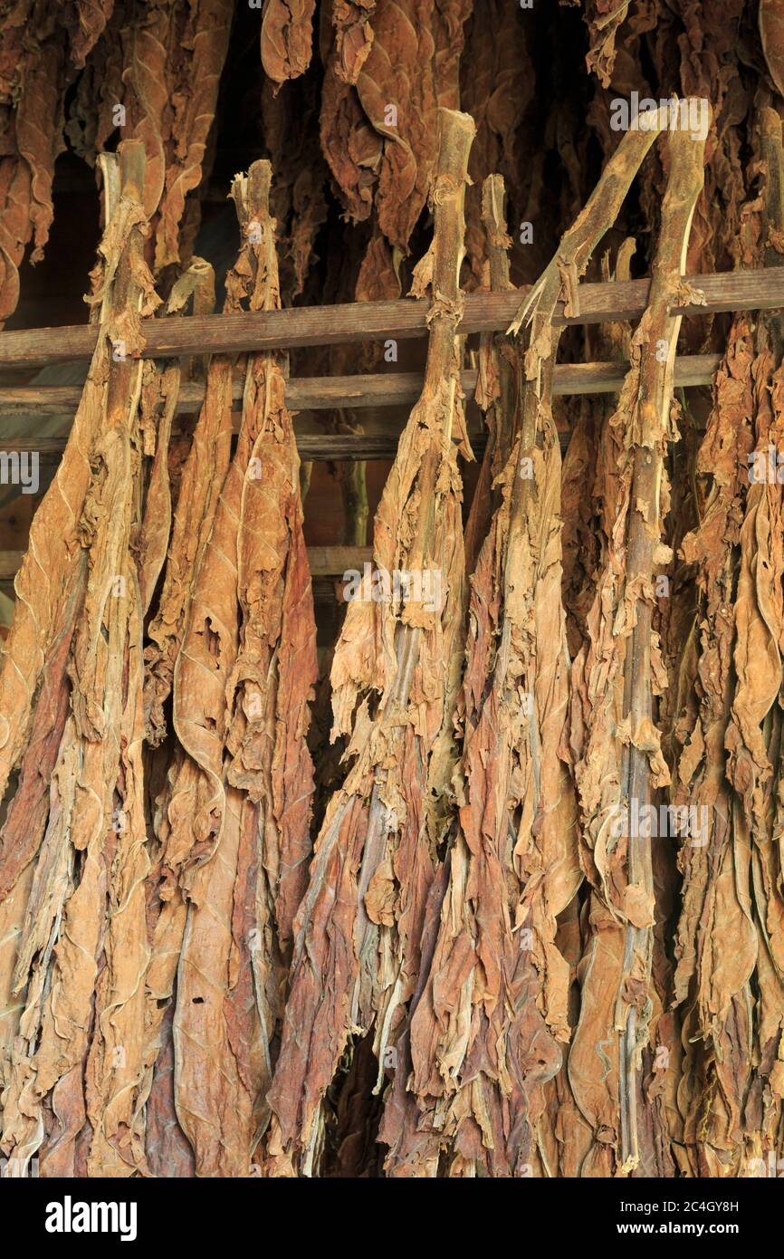 laverne king tobacco Laverne King Tobacco impressions : r/fragranceclones laverne king tobacco Laverne King Tobacco impressions : r/fragranceclones