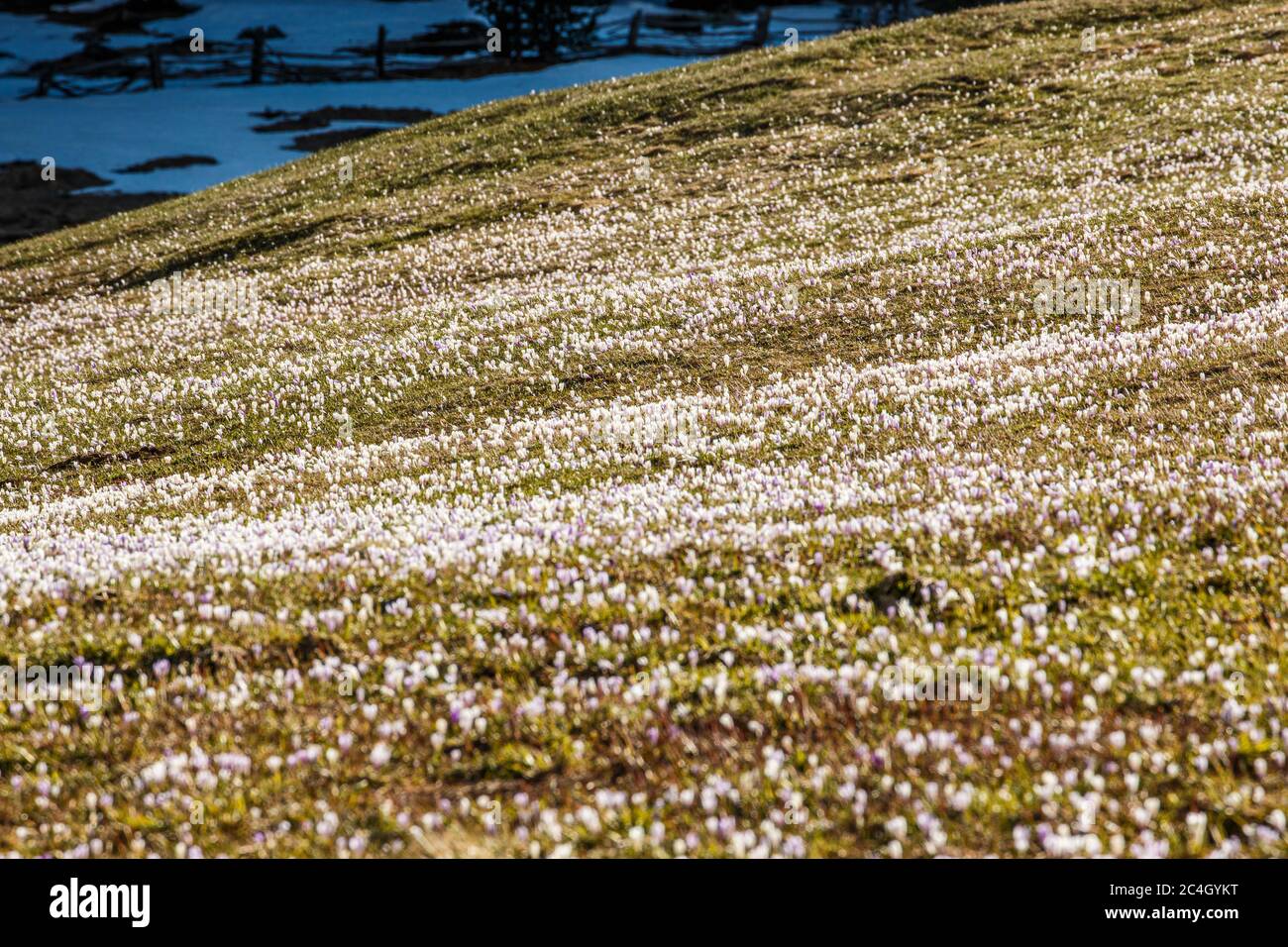 Blütenmeer mit Schneeresten Stock Photo