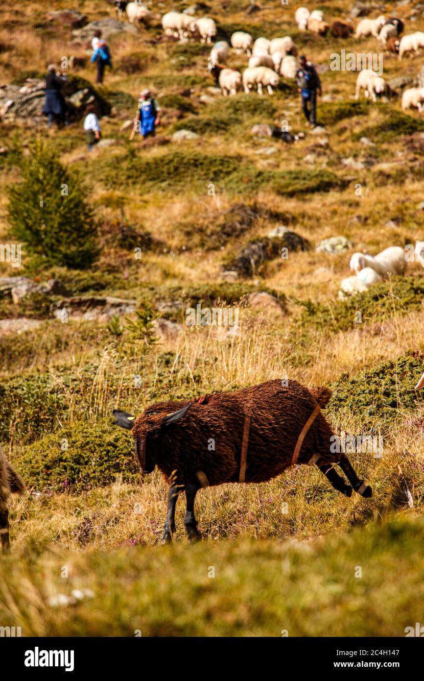 Springendes braunes Schaf Stock Photo