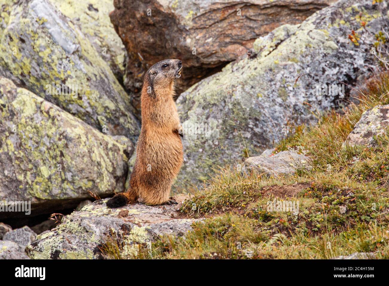 Murmeltier macht Männchen Stock Photo