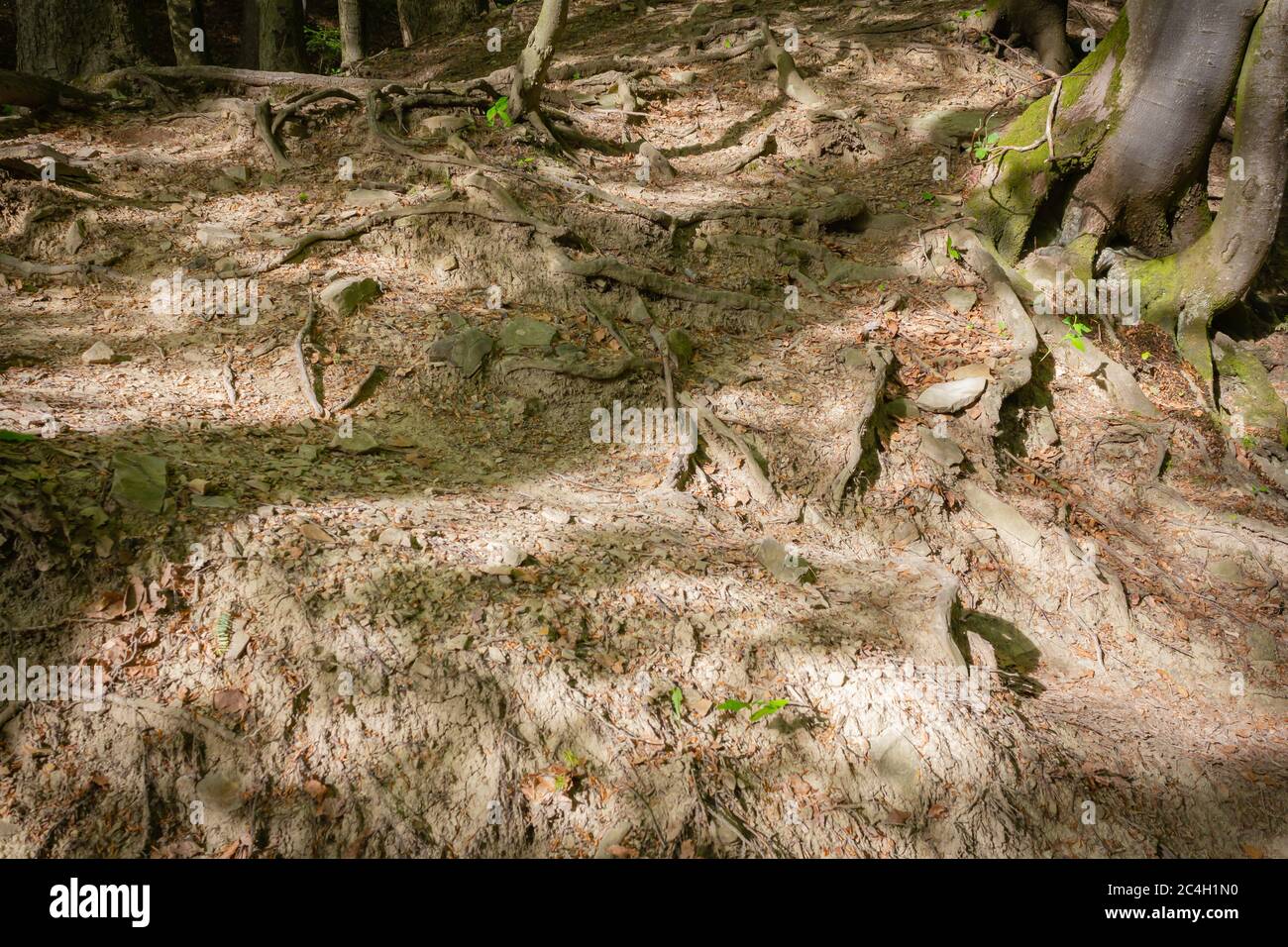 Protruded Roots Tree Roots Protruding High Resolution Stock Photography and Images - Alamy
