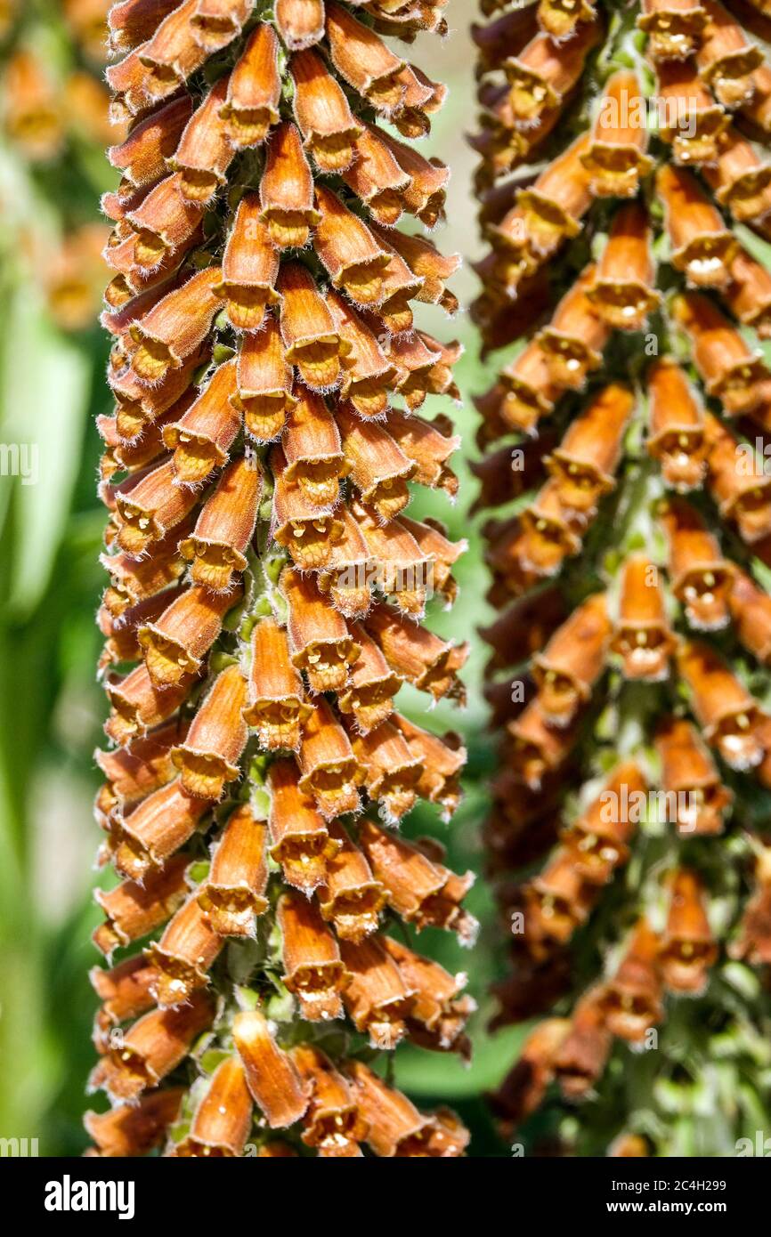 Small-Flowered Foxglove Digitalis parviflora flower closeup Stock Photo