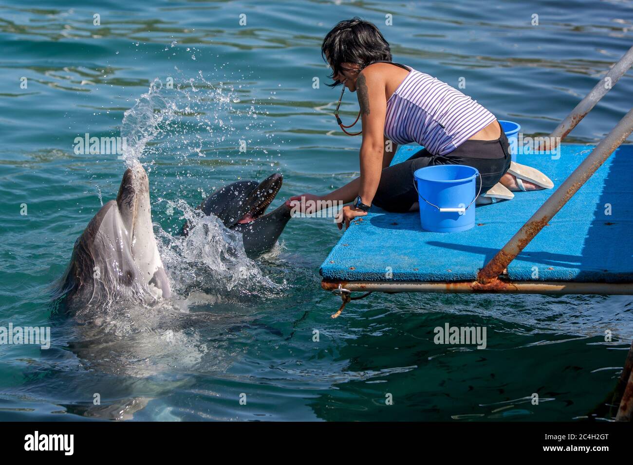 A trainer interacts with the dolphins she cares for in the harbour at Kas in Turkey. Kas lies on the Turkish Mediterranean coast. Stock Photo