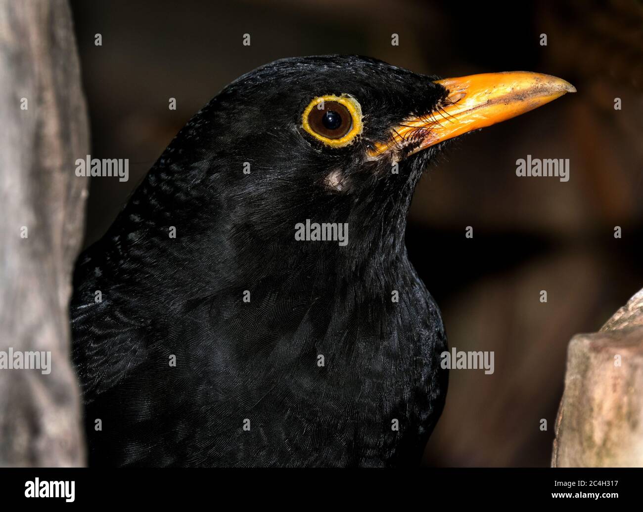 Portrait of male blackbird in urban house garden. Stock Photo