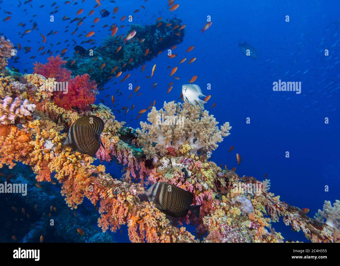 Underwater wreck covered in colorful coral reef and two Sailfin tang fish Stock Photo