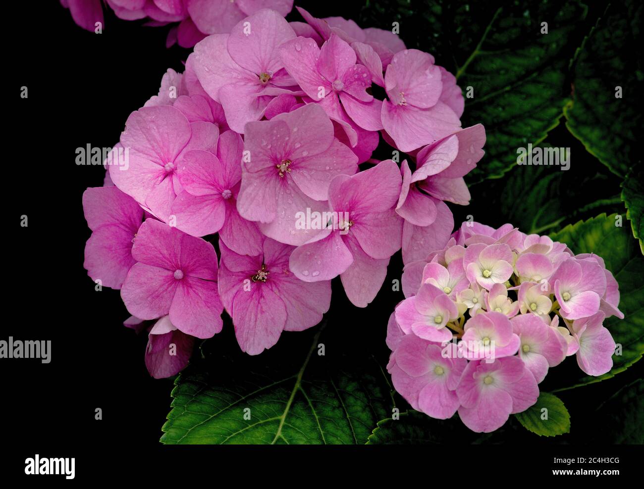 Flowers of Hydrangea Stock Photo - Alamy