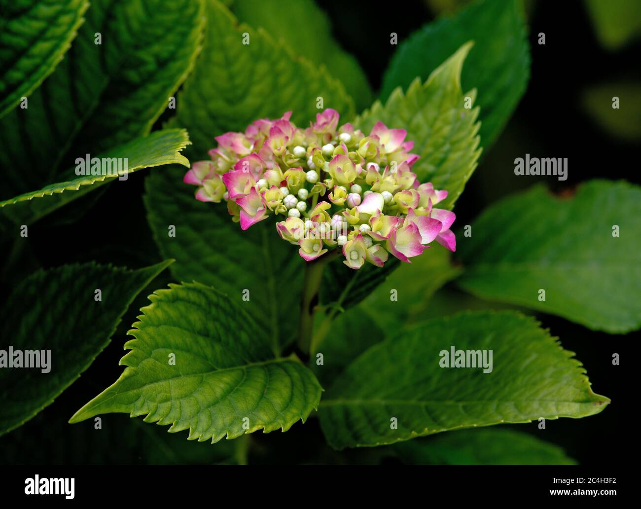 Flowers of Hydrangea Stock Photo - Alamy