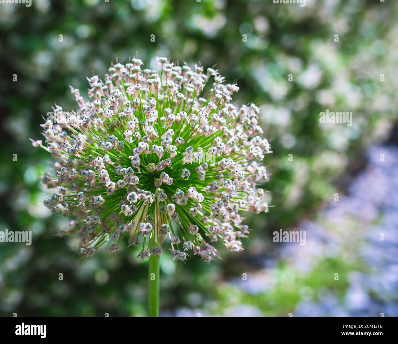 single flower of Allium aflatunense in June on a sunny day in the park on a natural green background Stock Photo