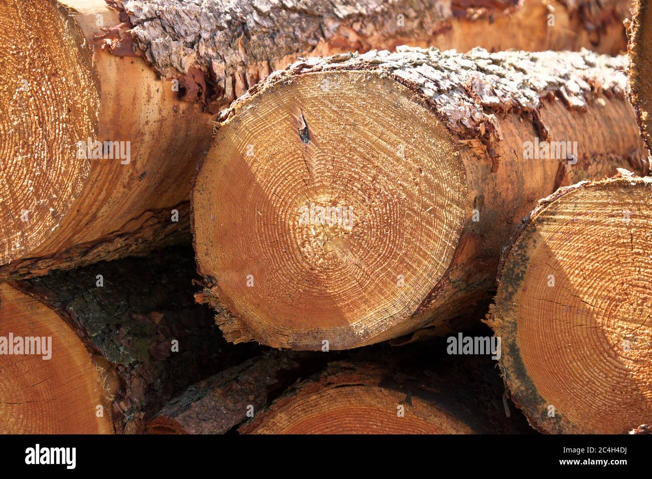 Felled tree trunks, mostly diseased larch, in Grizedale Forest in the Lake District National Park and UNESCO World Heritage Site, Cumbria, England Stock Photo