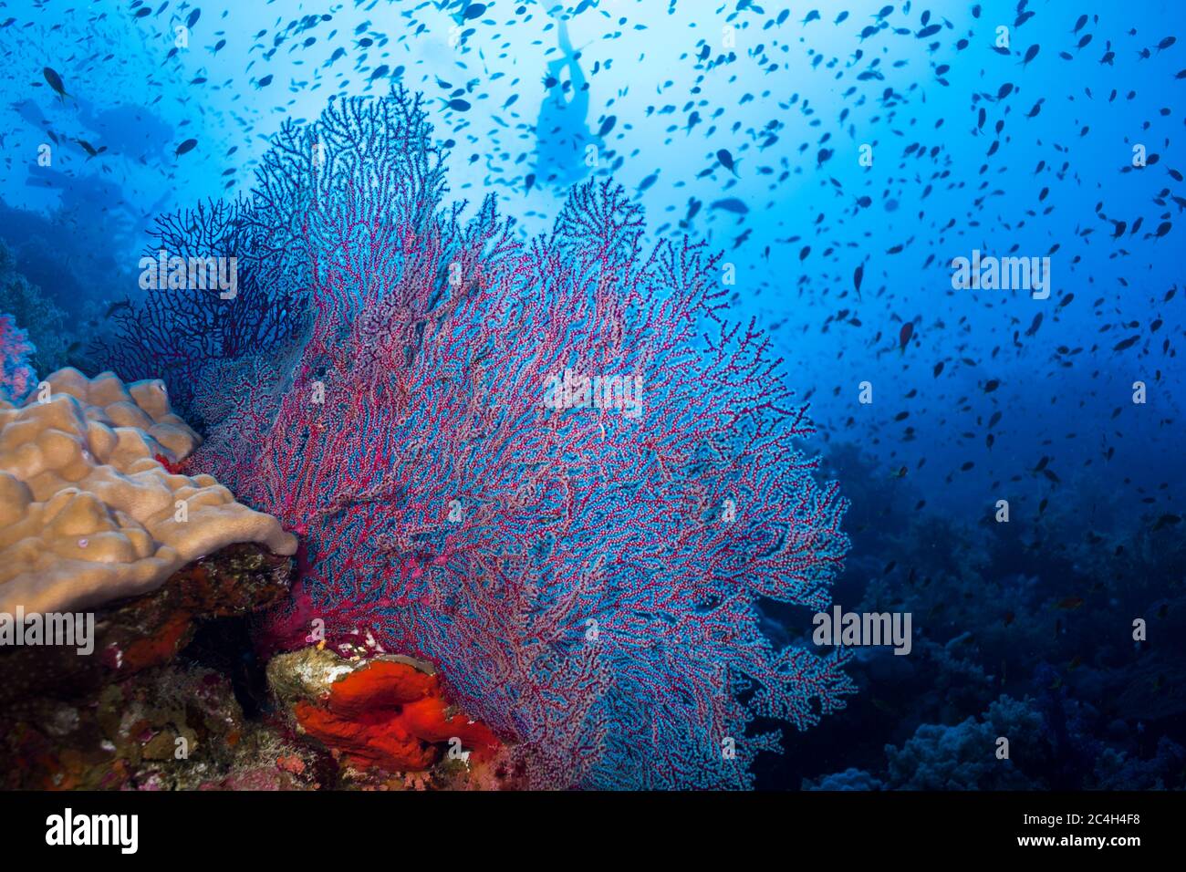 Colorful coral reef surrounded with small fish and silhouettes of divers in the background Stock Photo