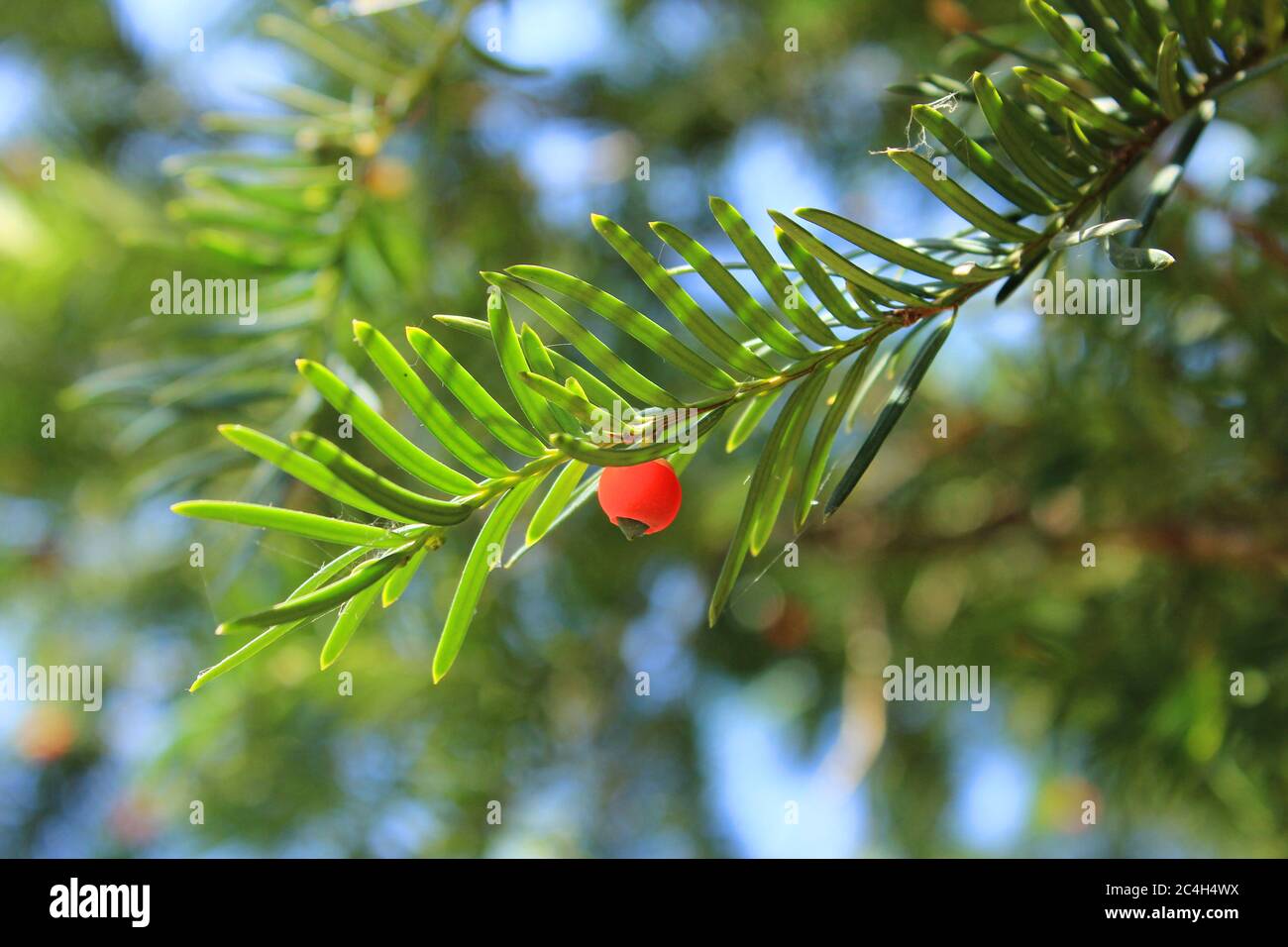 Beautiful red fruit on a fir. Spring. Stock Photo
