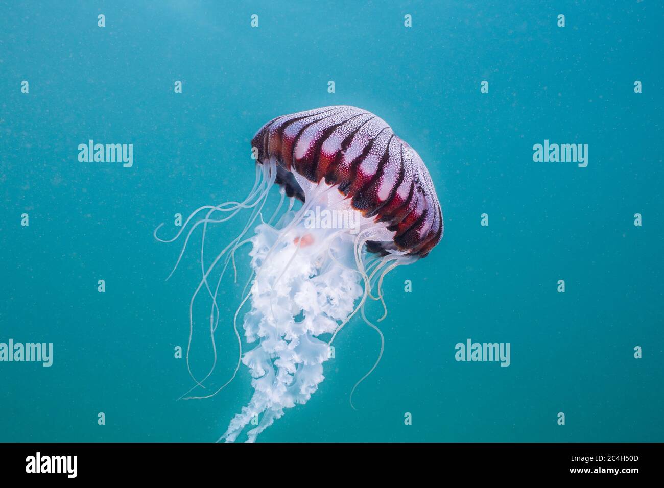 Compass-jellyfish (Chrysaora hysoscella) swimming in open water. Beautiful white body with radial brown/ pink pattern on its bell. Stock Photo