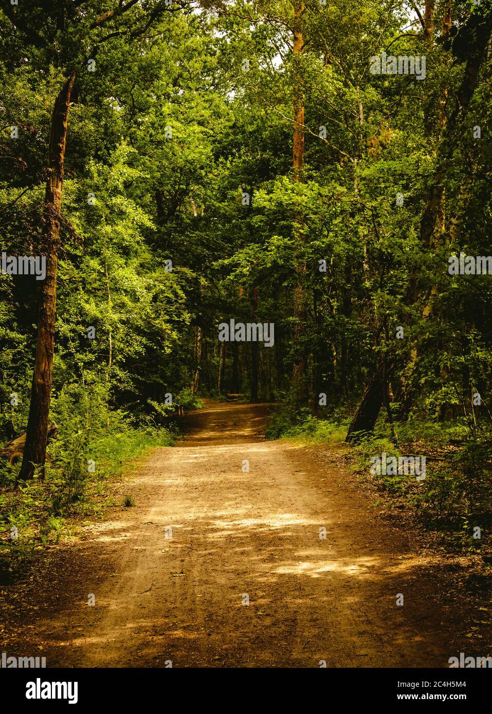 A forest path, flanked on one side by a tree and on the other by a